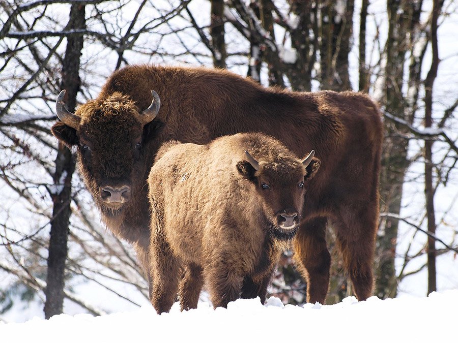 European bison