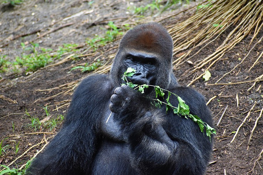 Gorilla eating