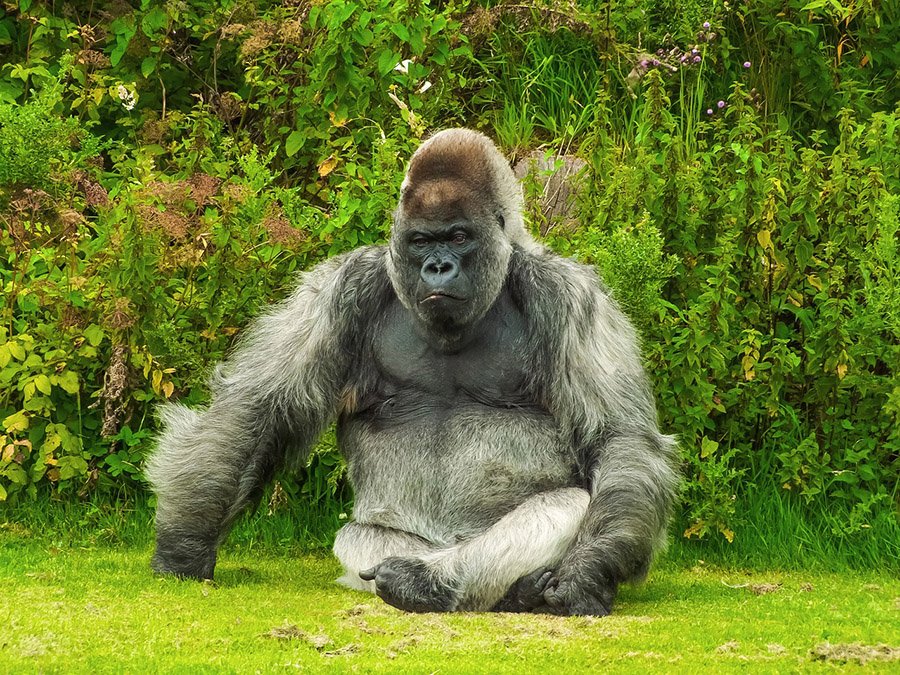 Gorilla in vegetation