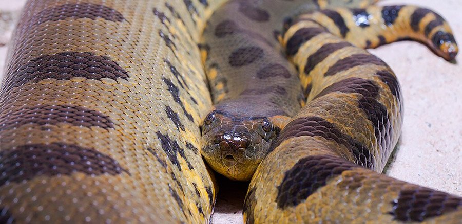 Green anaconda in captivity