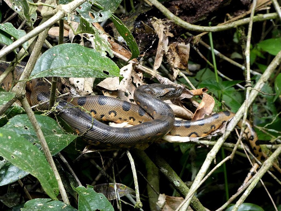 Green anaconda in habitat