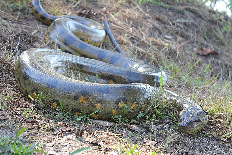 Green anaconda in the grass