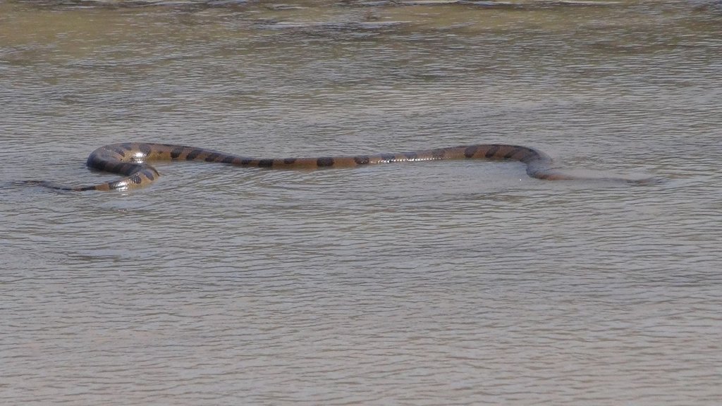 Green anaconda swimming