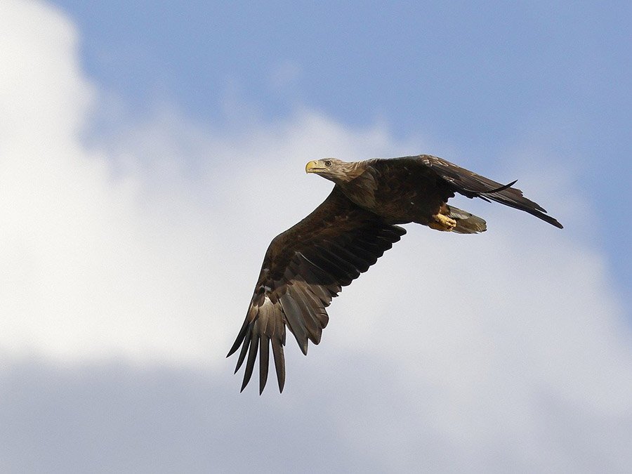 Greenland White-Tailed Eagle 1