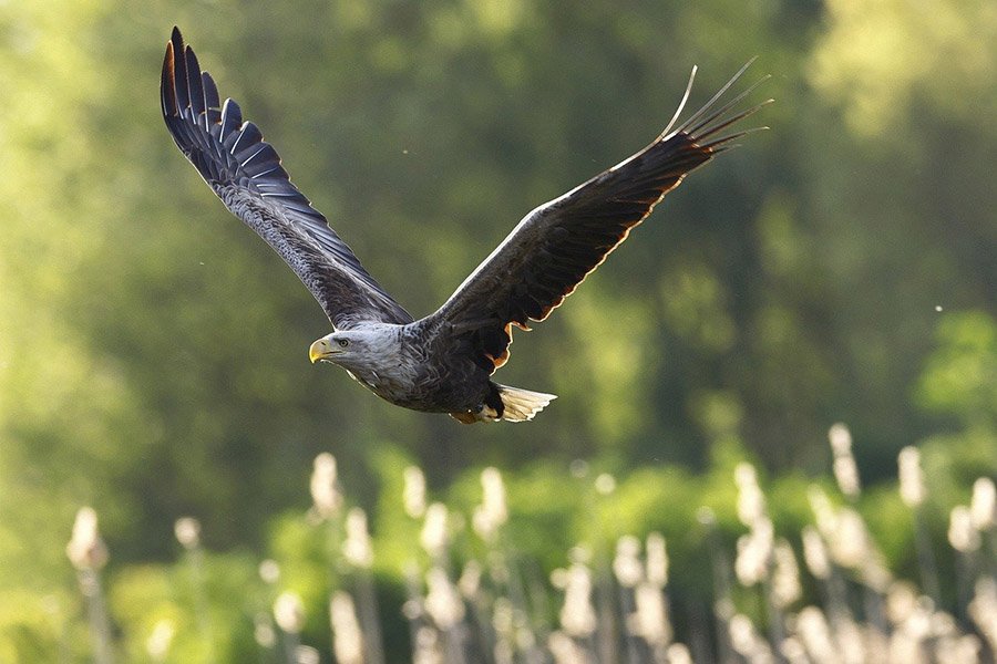 Greenland White-Tailed Eagle 2