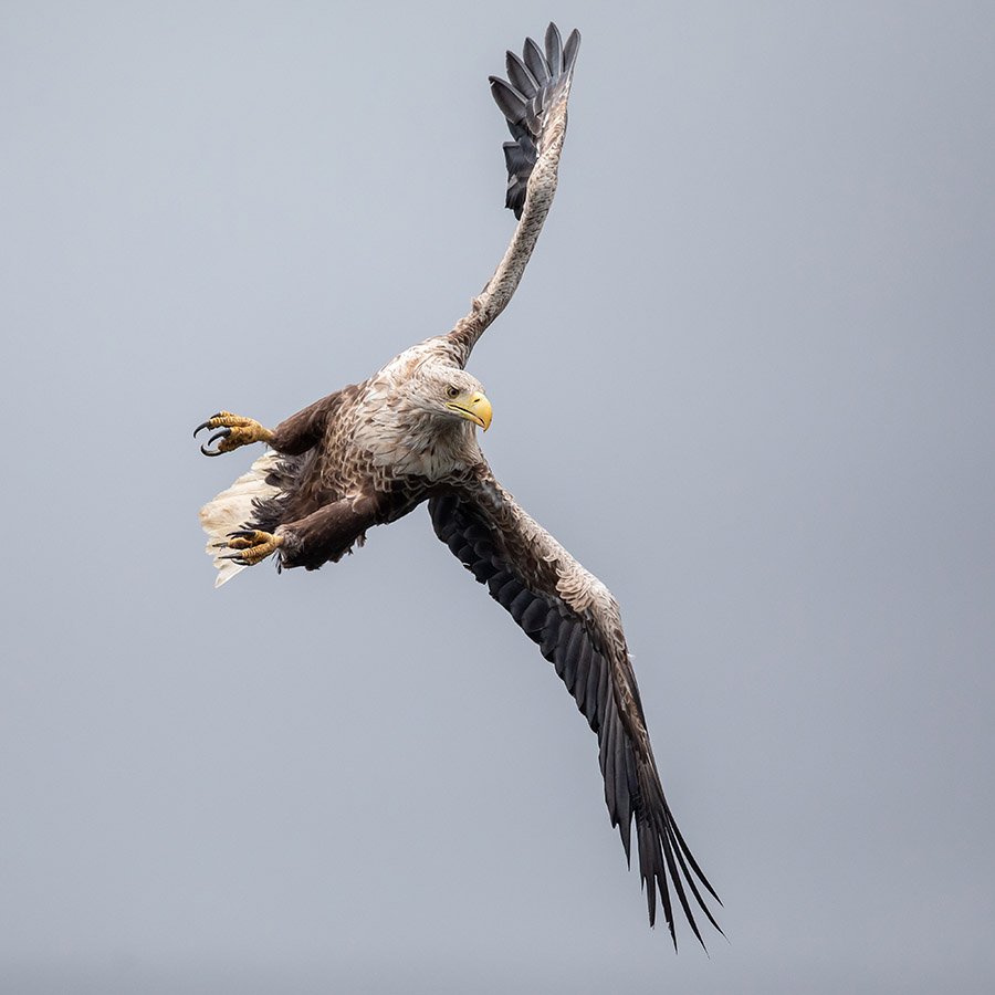 Greenland White-Tailed Eagle 3