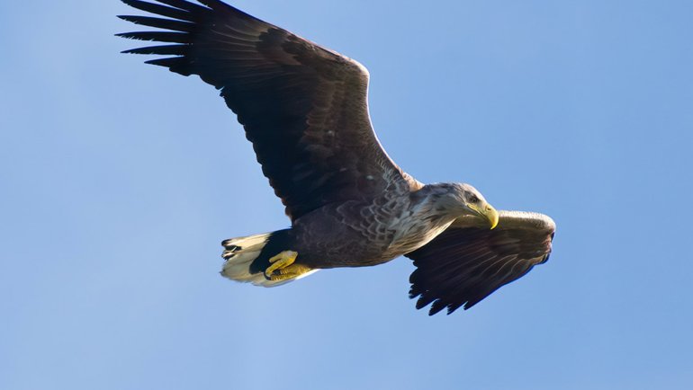 Greenland White-Tailed Eagle - Hero