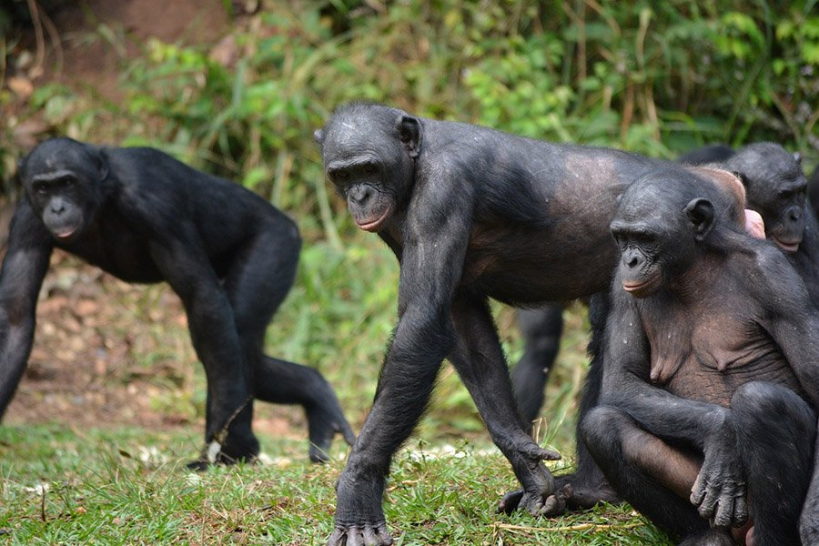 Group of bonobos