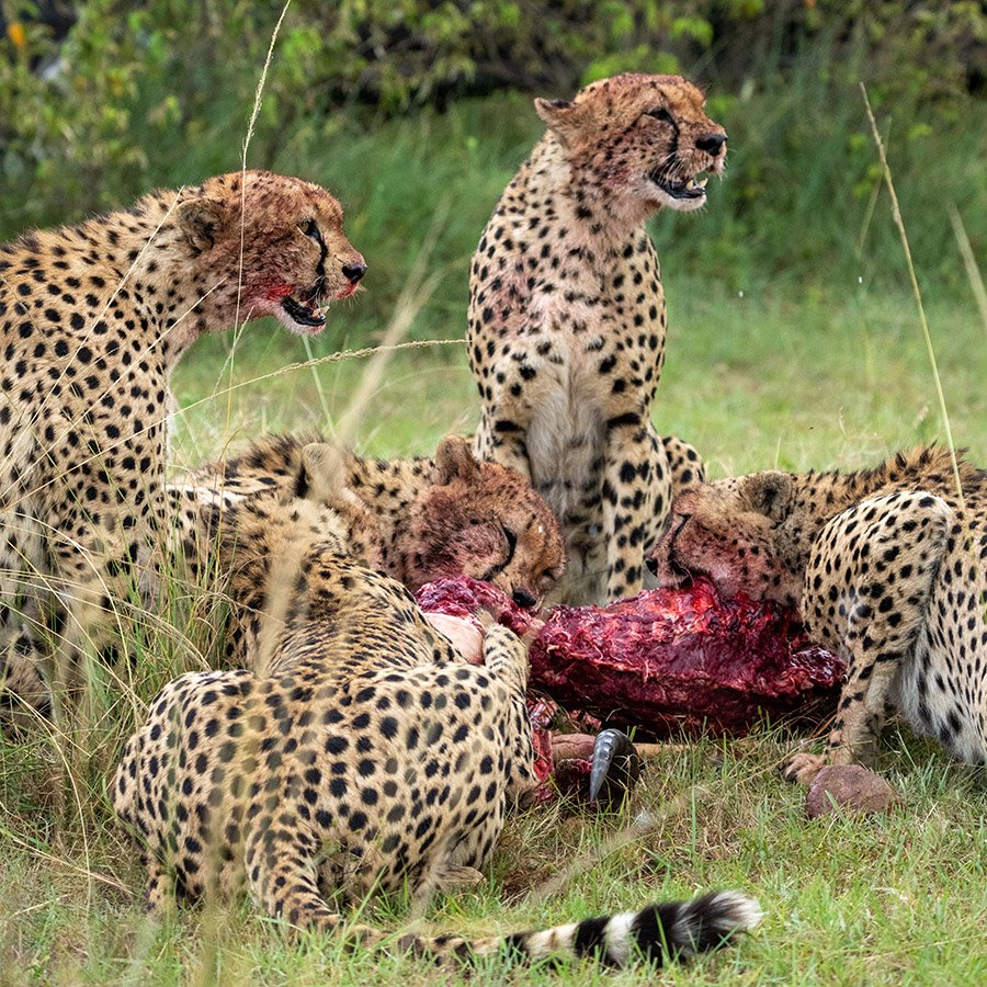 Group of cheetahs eating their prey