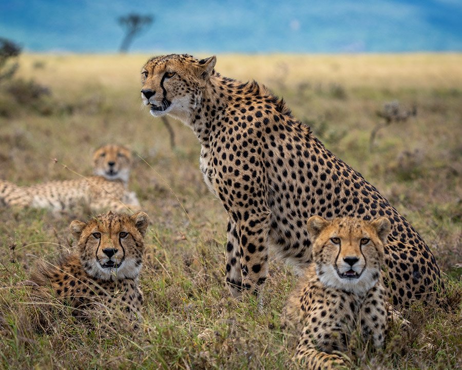 Group of cheetahs in Kenya