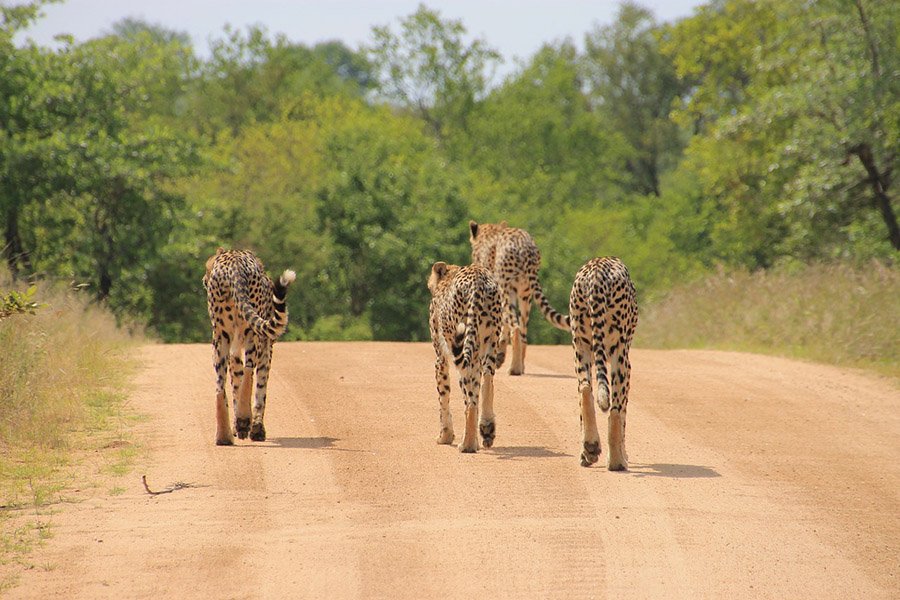 Group of cheetahs walking on a dirt road