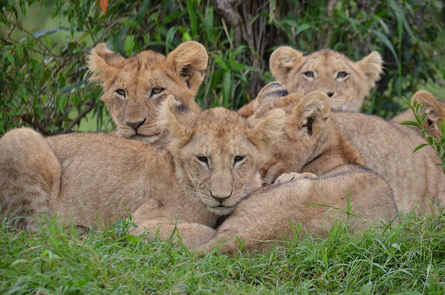 Group of lion cubs