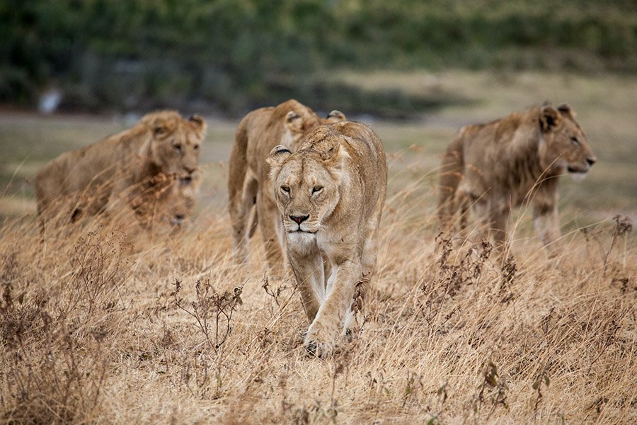 Group of lionesses