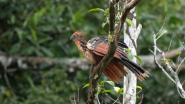 Guyana Hoatzin - Hero