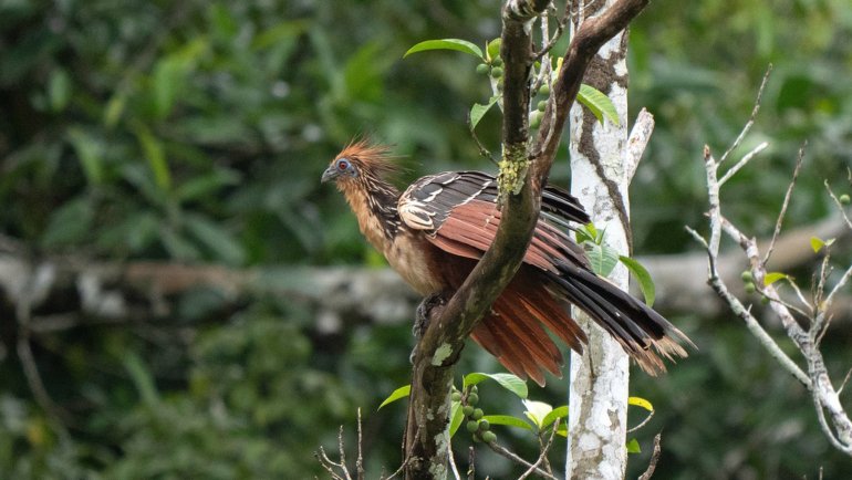 Guyana Hoatzin - Hero