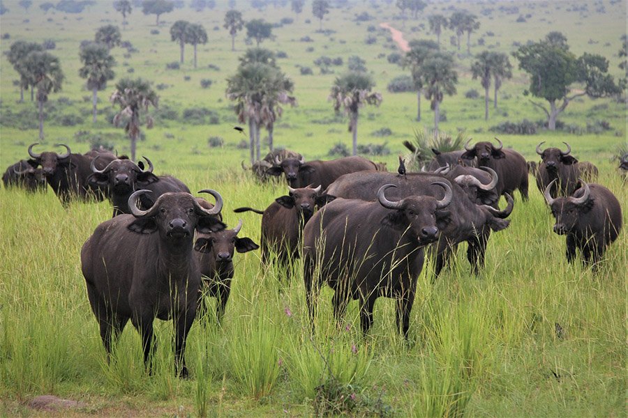 Herd of African buffaloes