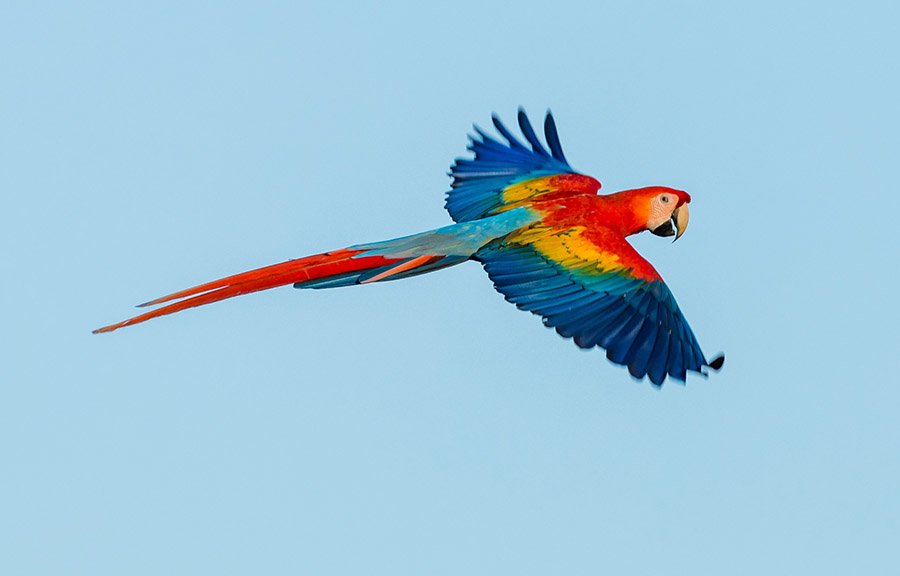 Honduras National Bird - Scarlet Macaw 2