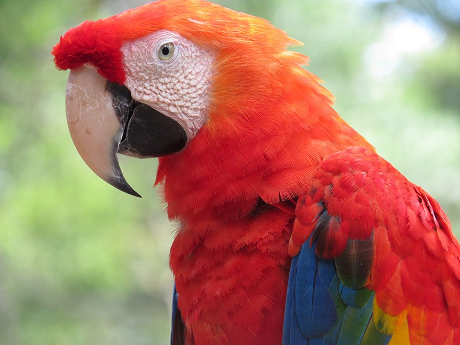 Honduras National Bird - Scarlet Macaw 3