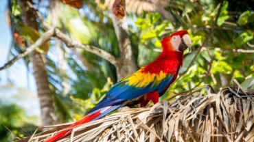 Honduras National Bird - Scarlet Macaw - Hero