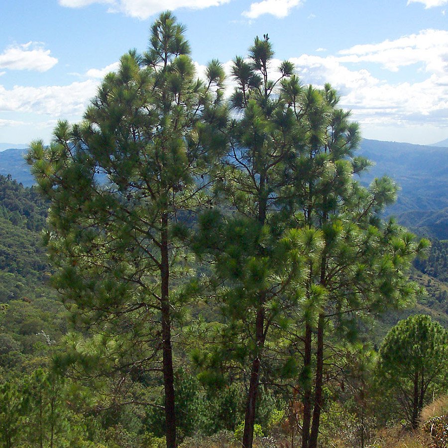 Honduras Ocote Pine