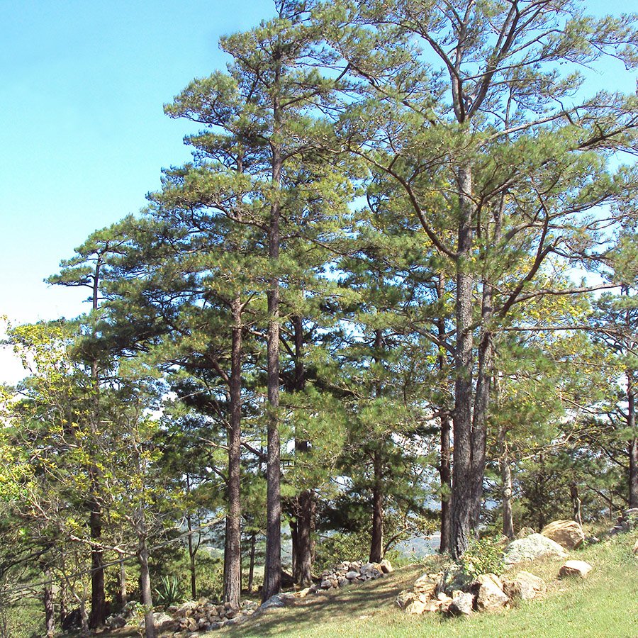 Honduras Ocote Pine