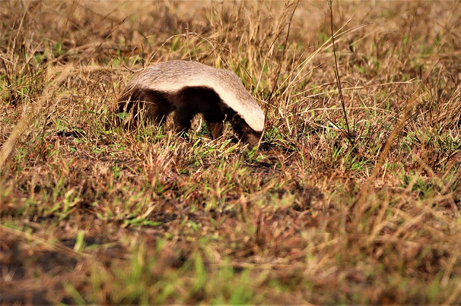 Honey badger in South Africa