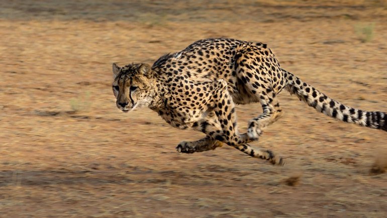 How fast do cheetahs run - Hero