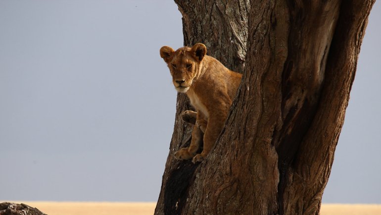 How high can lions jump - Hero