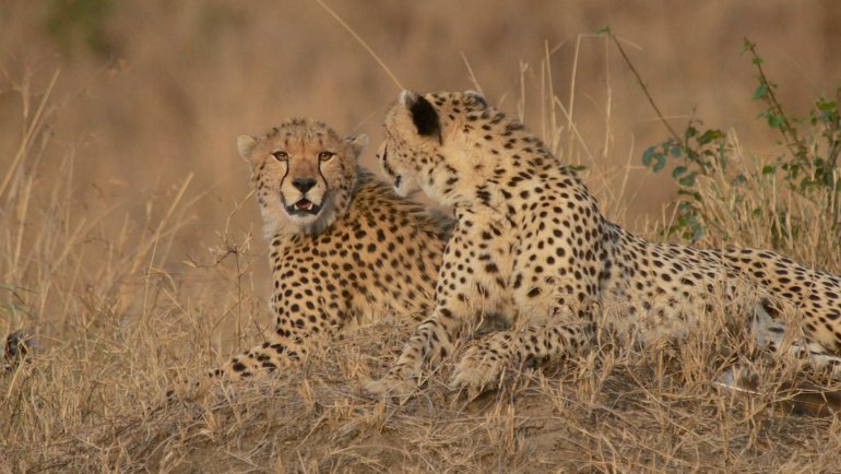 How long do cheetahs live - Hero