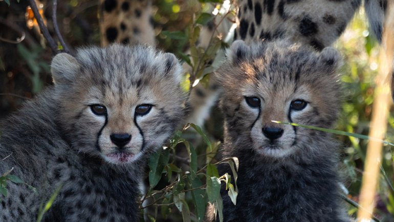 How many babies do cheetahs have - Hero