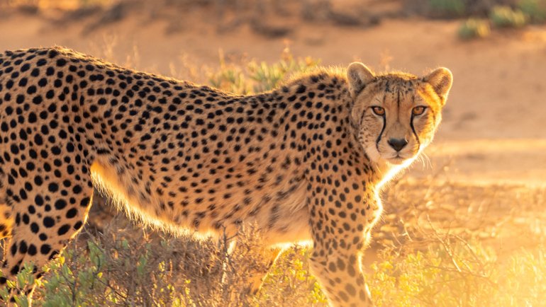 How many cheetahs are left in the world - Hero