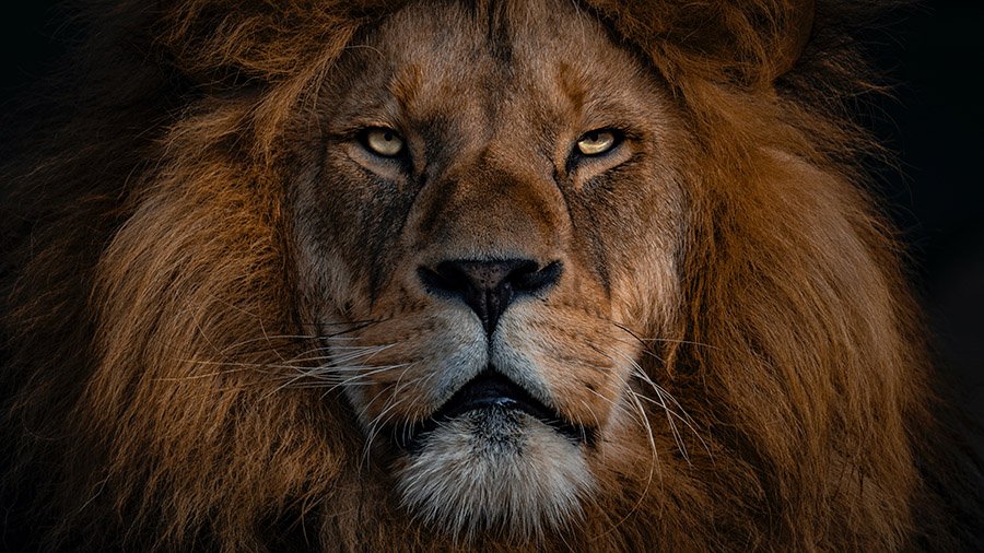 Impressive lion portrait