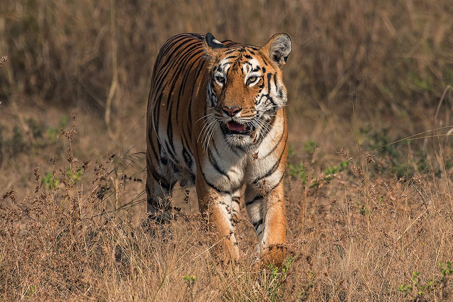 India Tiger