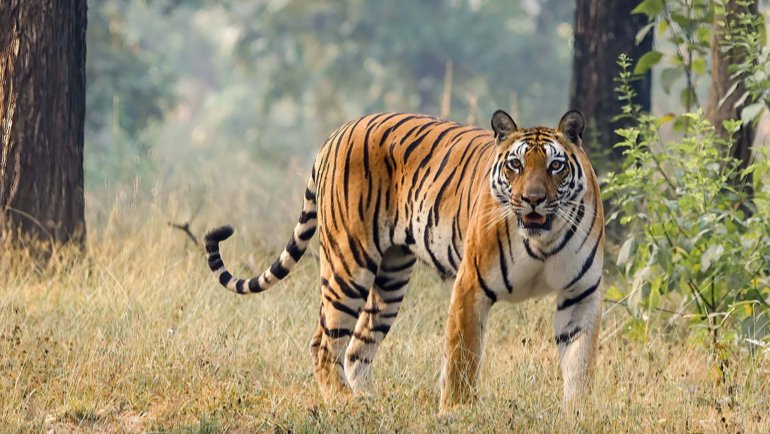 India Tiger