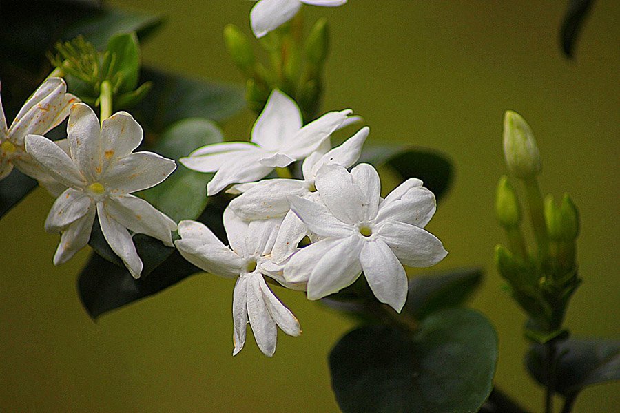 Indonesia Jasmine