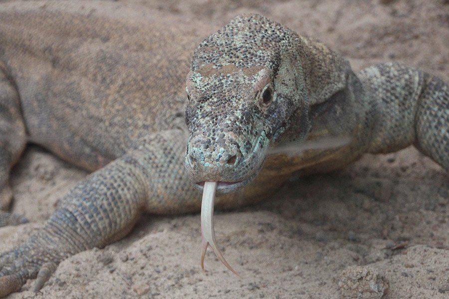 Indonesia Komodo Dragon