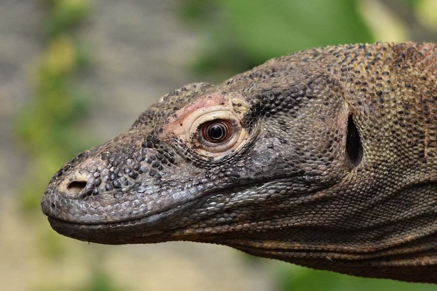 Indonesia Komodo Dragon