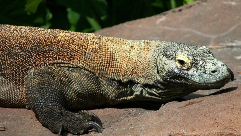 Indonesia Komodo Dragon