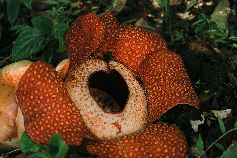 Indonesia Rafflesia