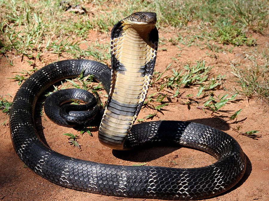 King Cobra portrait