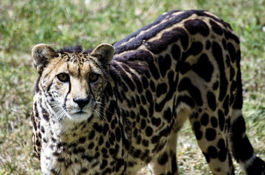 King cheetah