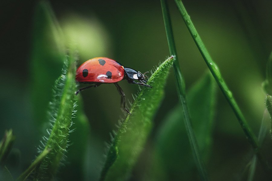 Ladybug beetle