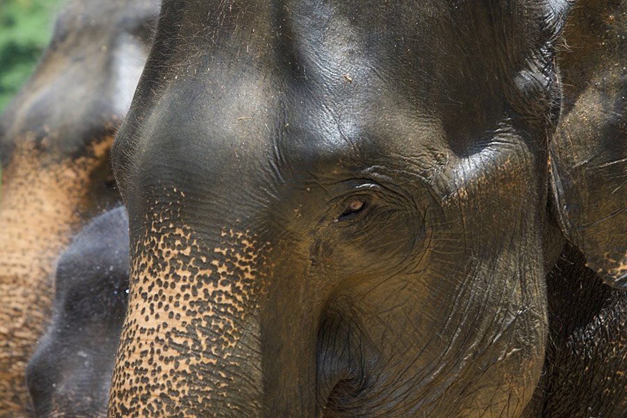 Laos Asian Elephant