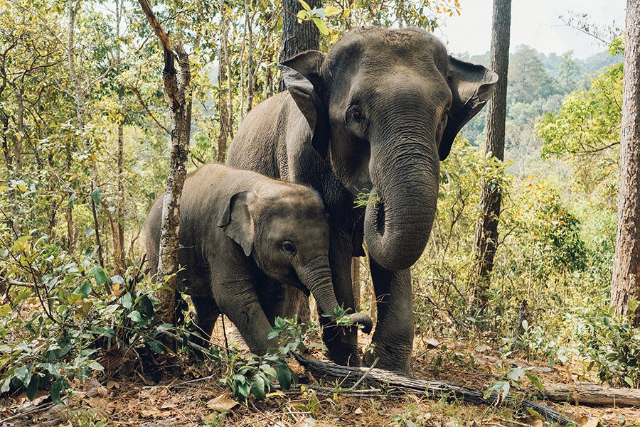 Laos Asian Elephant