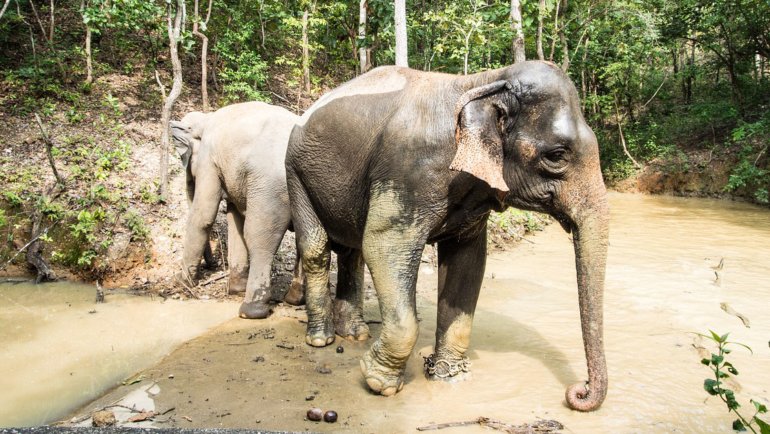 Laos Asian Elephant