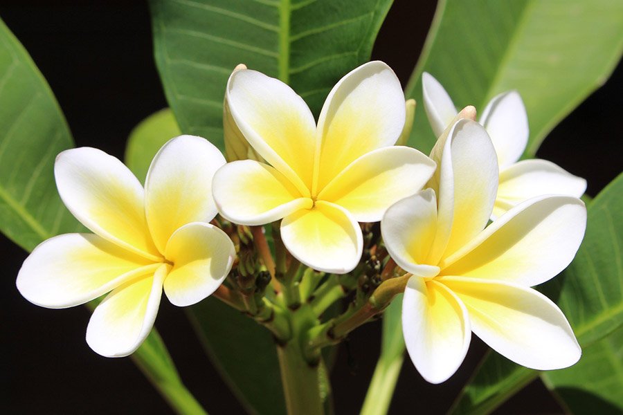 Laos Frangipani