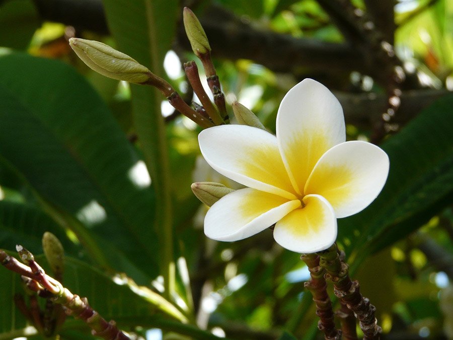 Laos Frangipani