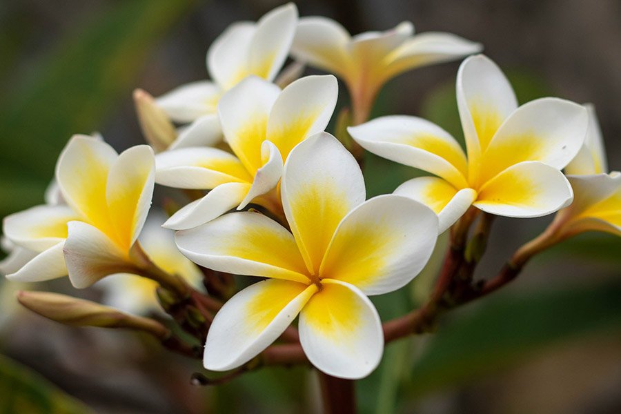 Laos Frangipani