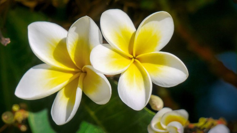 Laos Frangipani