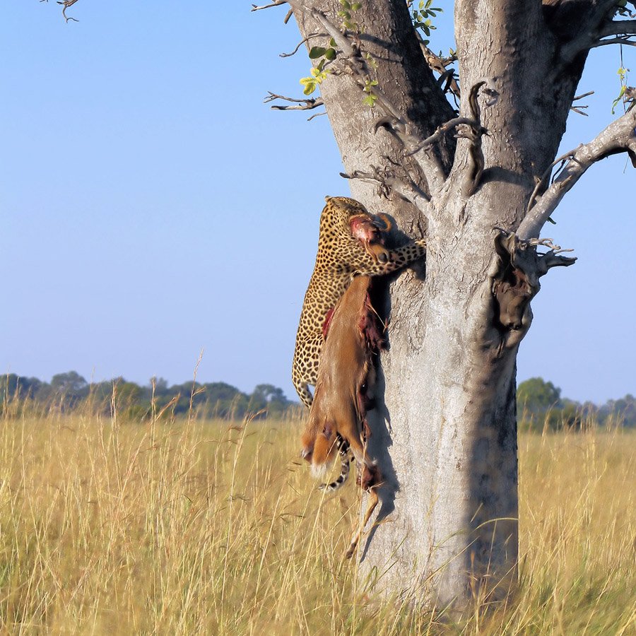 Leopard taking its prey up a tree